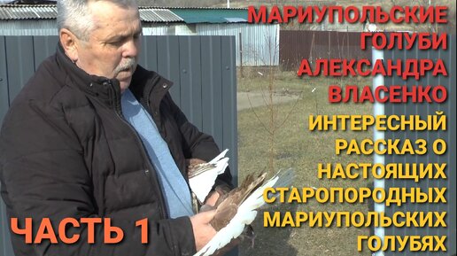 Мариупольские голуби Александра Власенко. Интересный рассказ о настоящих старопородных мариупольских голубях.