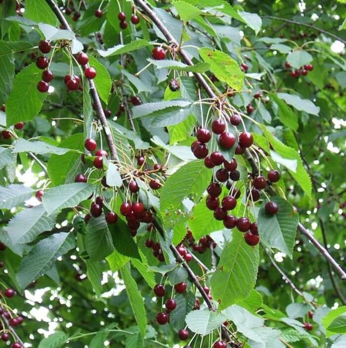 Источник фото: wikipedia.org