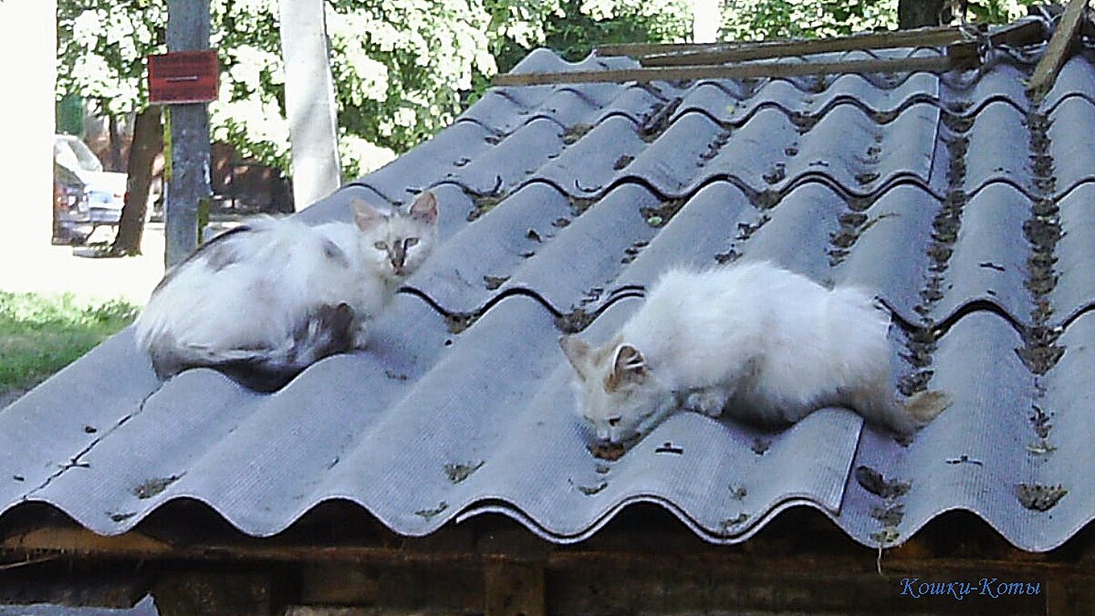 Всемирный день блондинок, а также близнецов и попугаев. 