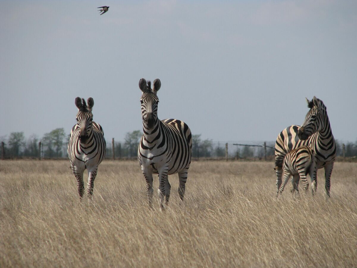 © Фото предоставлено биосферным заповедником "Аскания-Нова"
