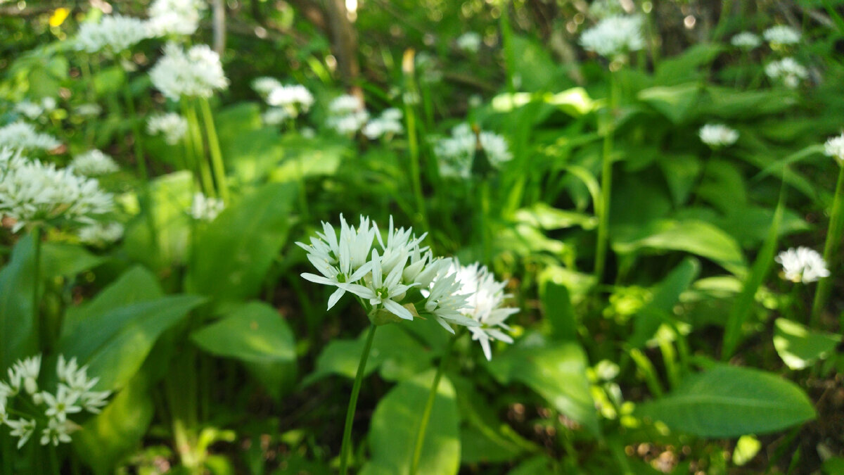 Цветущая черемша в моём саду
