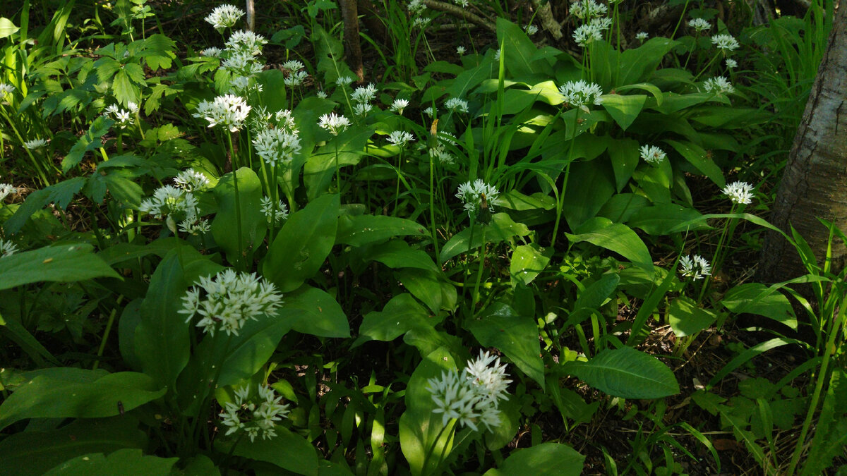 В тени деревьев чувствует себя прекрасно и на участке