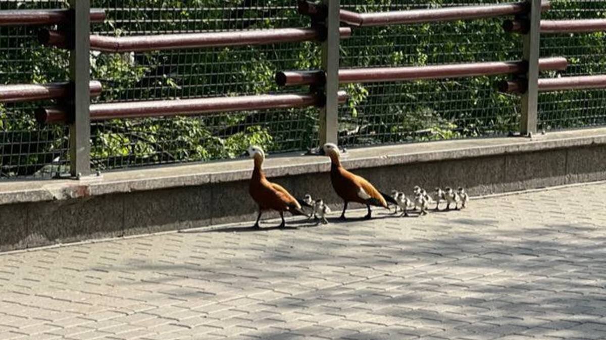    Фото: Telegram / Светлана Акулова