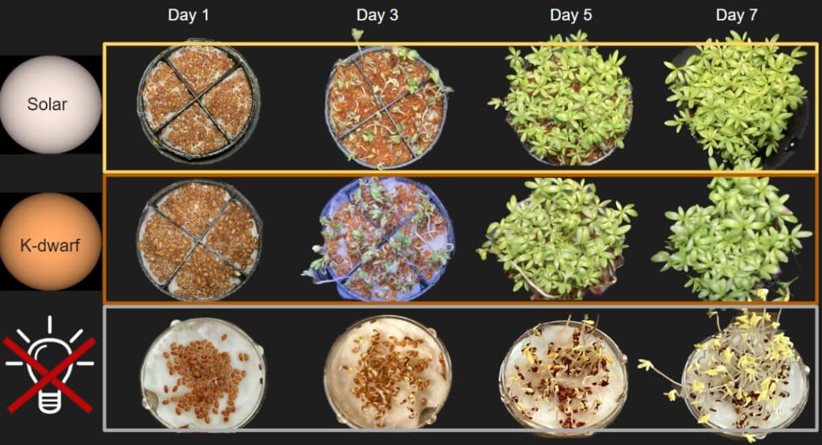    Вверху: кресс-салат, выращенный под аналогом солнечного излучения. Посередине: кресс-салат, выращенный из ста семян под излучением, эквивалентным свету оранжевого карлика. Внизу: кресс-салат, который растили в темноте / © René Heller et al.