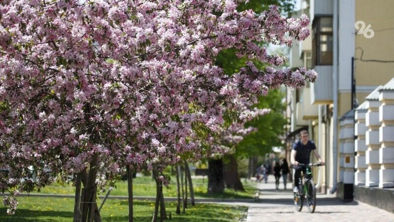    Начало лета на Ставрополье будет тёплым Фото: ИА «Победа26»