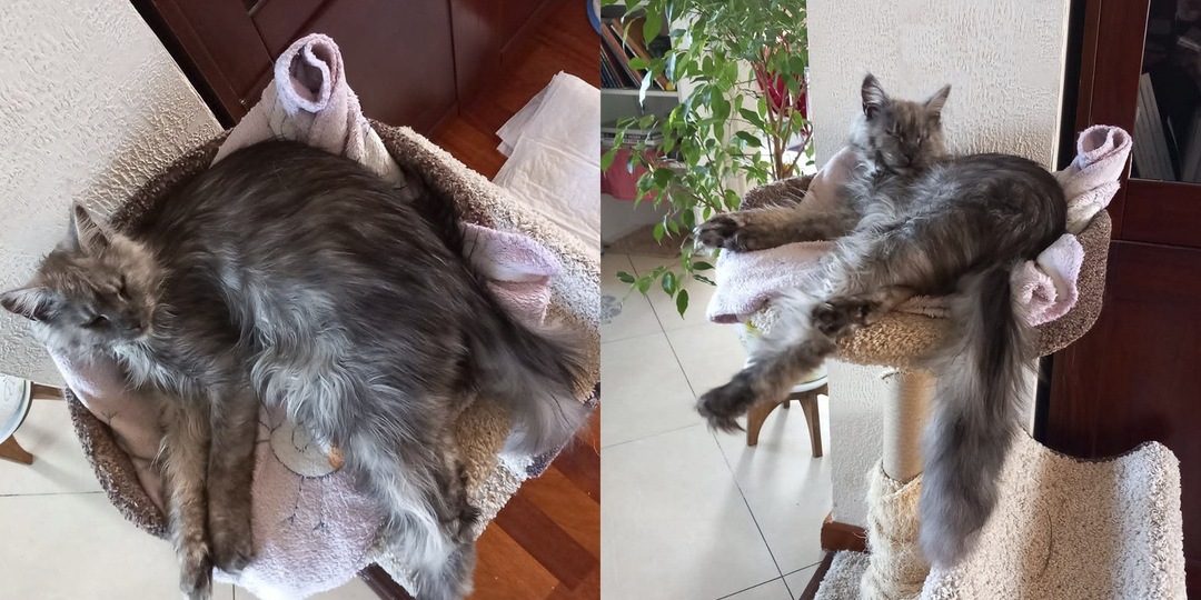 В Москве мейн-кун со злым «лицом» нашел дом четверым кошкам