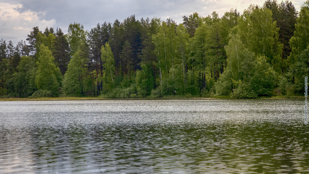 2. Чомги и чайка на Амазонке ... © NickFW.ru — 26.05.2024г.