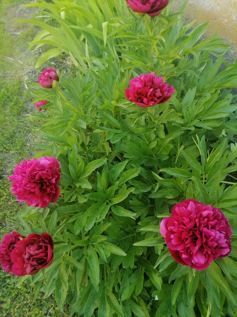 Пионы в моём палисаднике