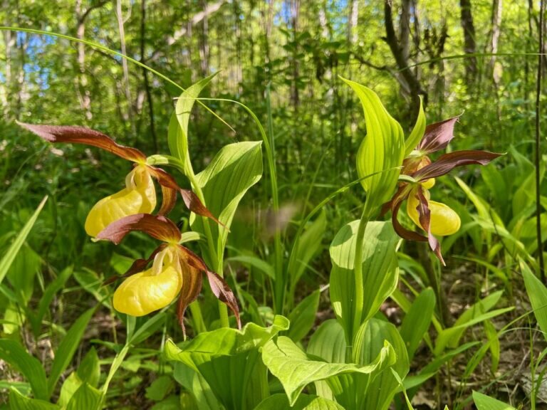    В Бузулукском бору распустился венерин башмачок Кристина Просвиркина