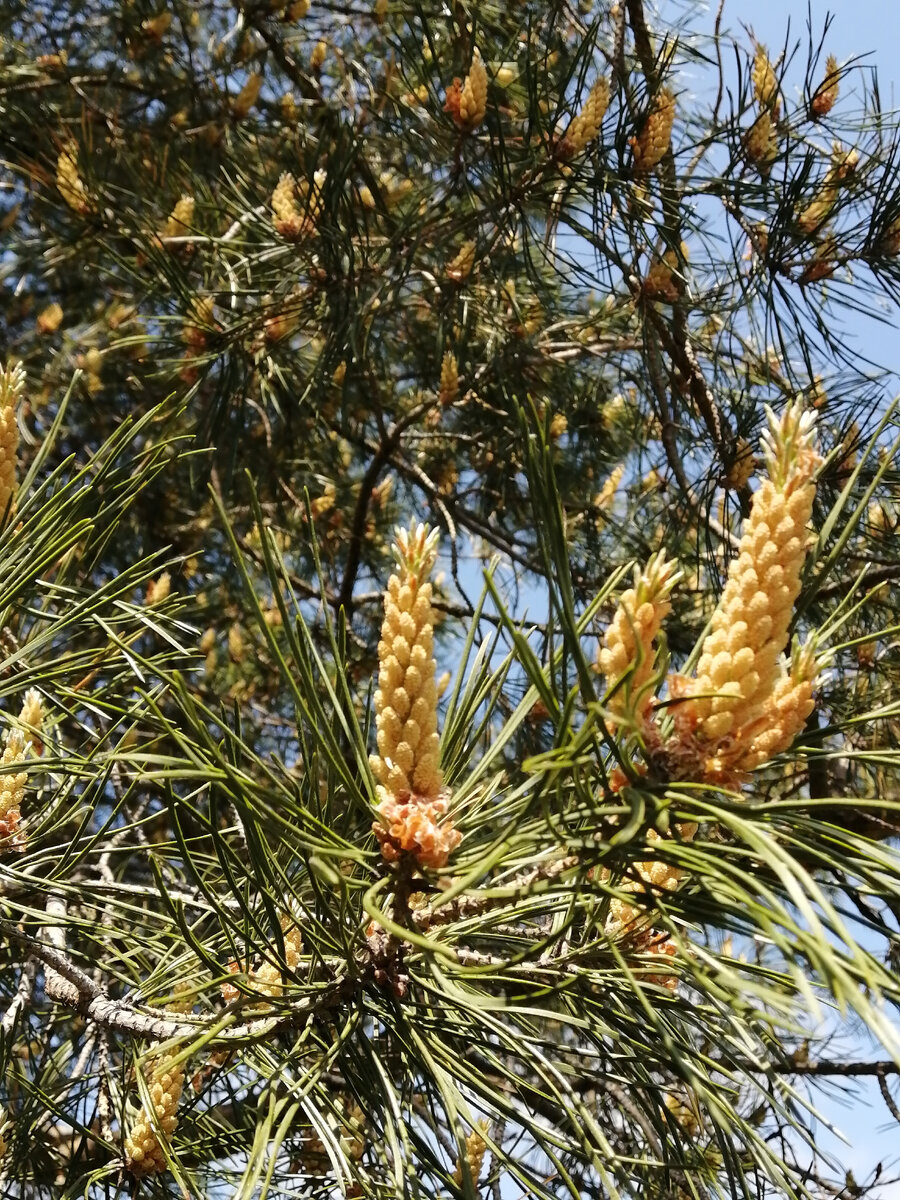 Какая красота. Это участок заказчика.