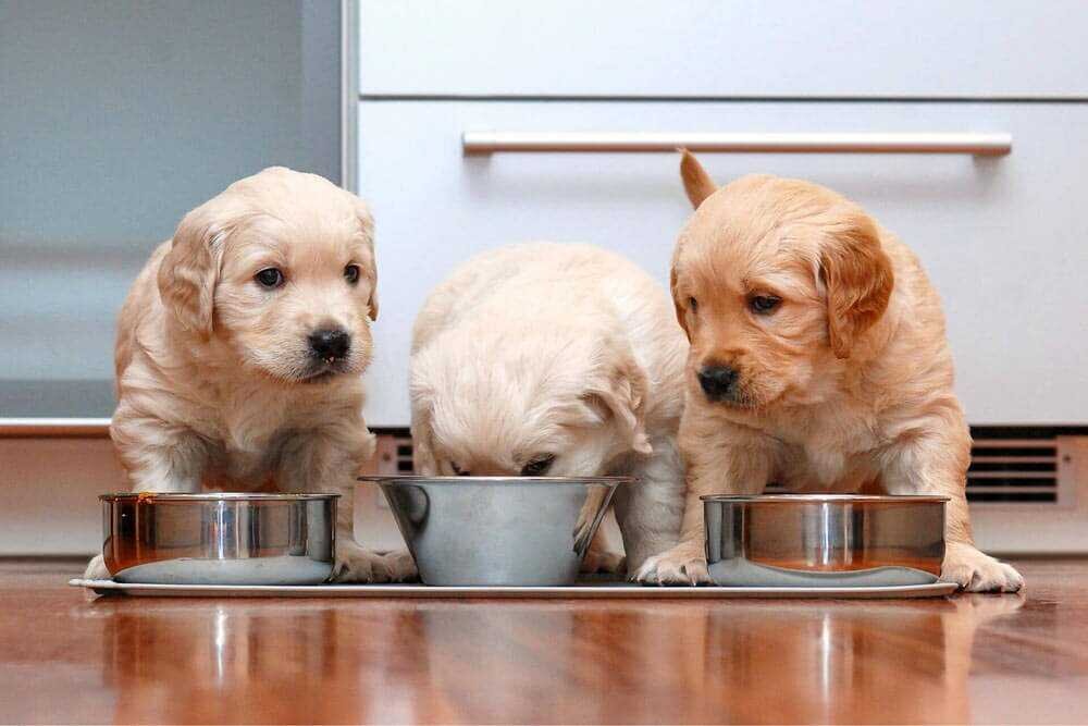 Больше интересного в нашем Telegram-канале! https://t.me/grand_prix_pet_food