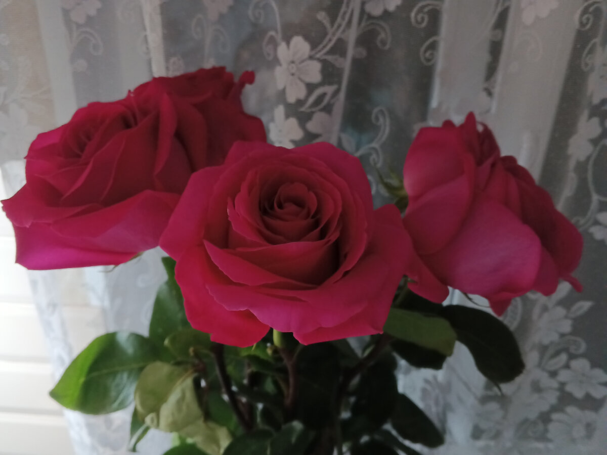 Цветы от старшей дочери, просто так