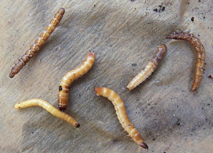 Эффективные народные средства против проволочников на огороде