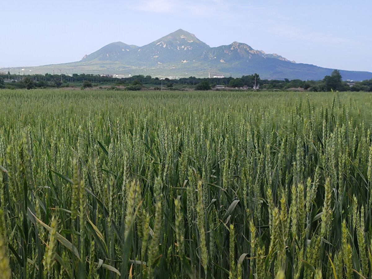 Хутор Казачий, вид на Бештау (май 2024 года) 