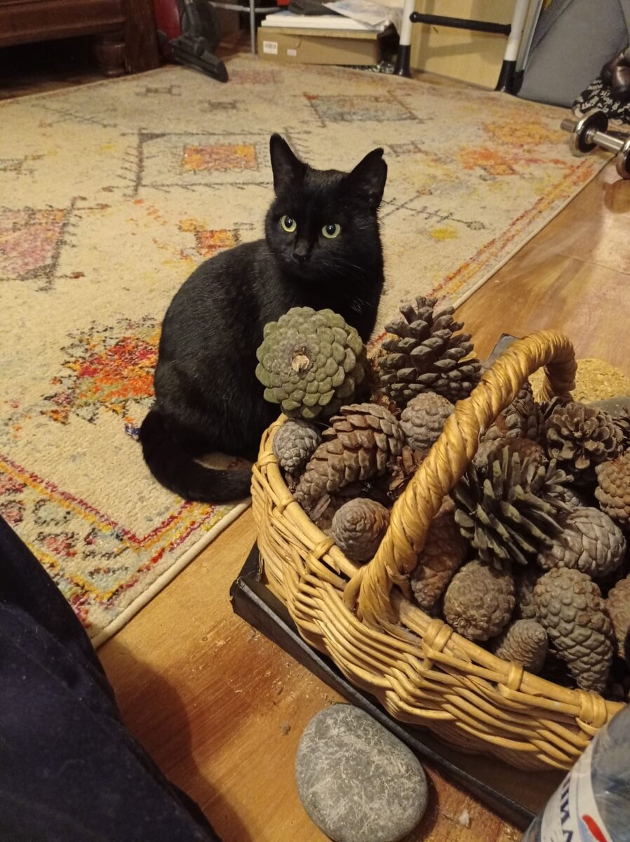 Черная Звезда - главная кошка в доме. Следит за порядком, поставит на место любого, если что не так.