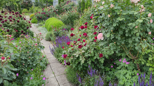 Розы и их партнёры. Прогулка по саду 25-27 мая, г.Пятигорск, зона 6б-7а, розы на зиму не укрываются.