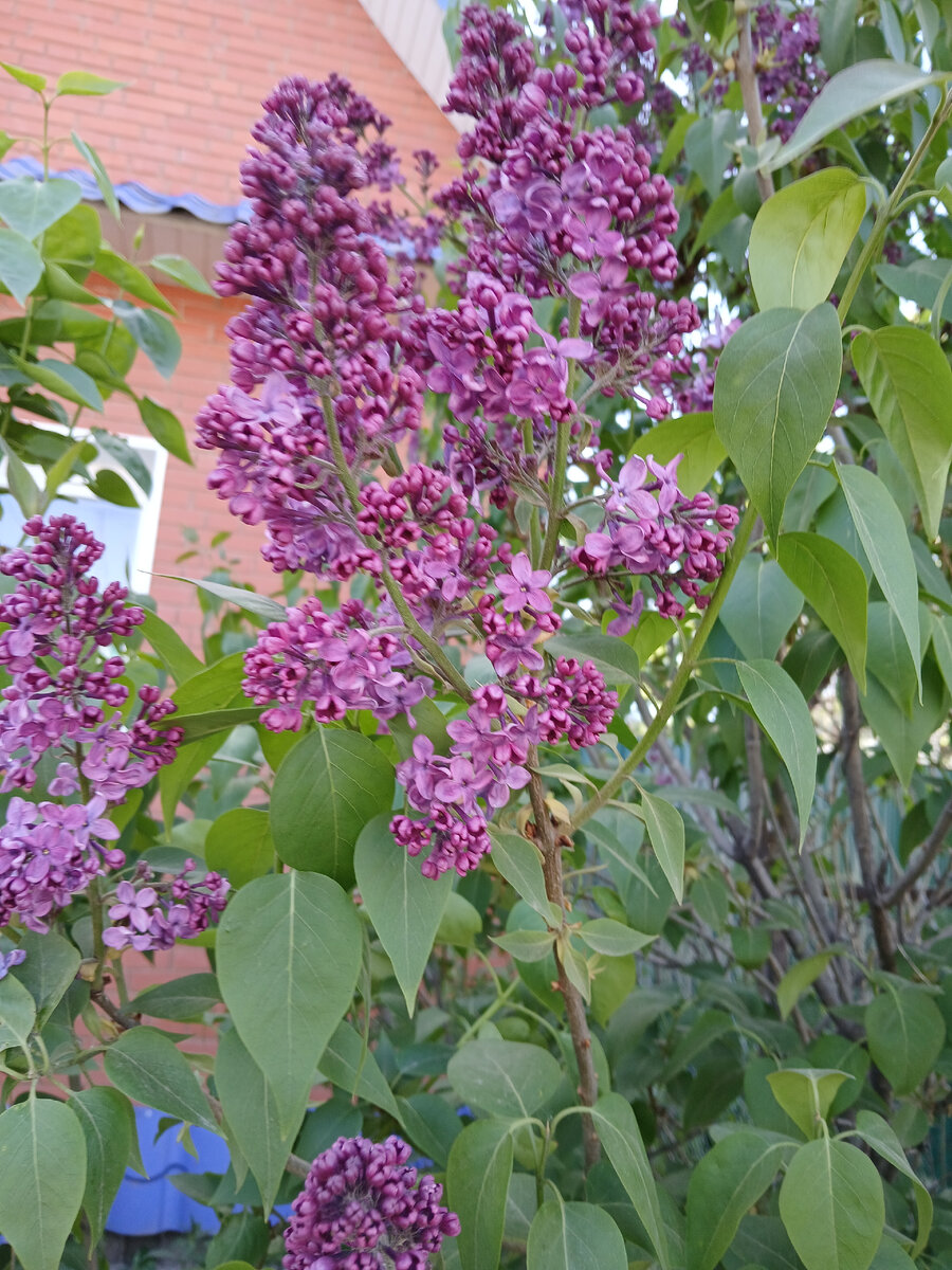 Сирень темно-фиолетовая. Фото автора