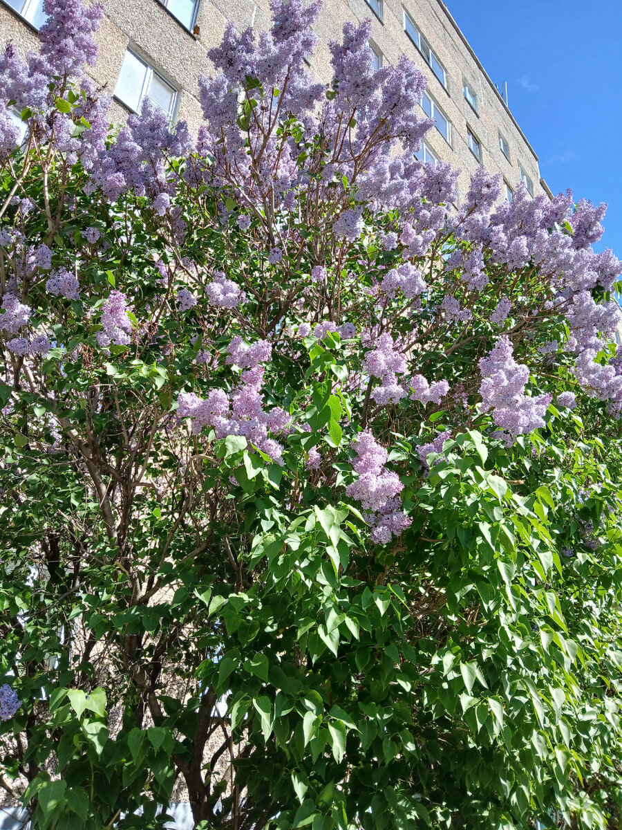 Сирень светло-фиолетовая. Фото автора