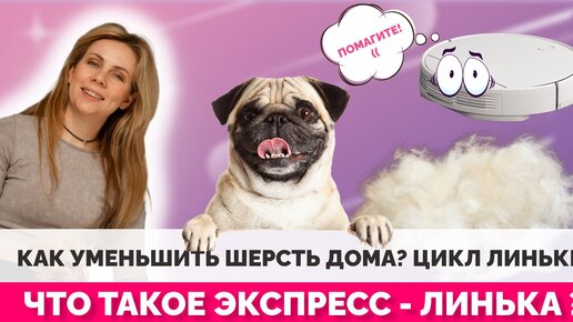 Как уменьшить шерсть дома? Цикл линьки. Что такое экспресс - линька?