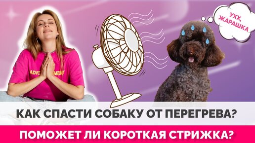 Как помочь собаке пережить жару? Короткие стрижки и способы охлаждения