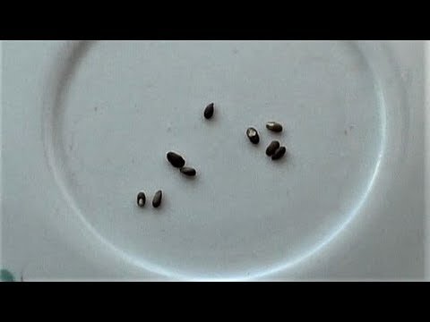 Семена розмарина.