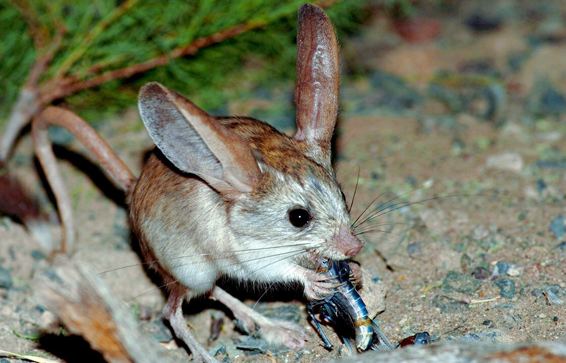 Лат. Euchoreutes naso, фото: fikiwiki.com