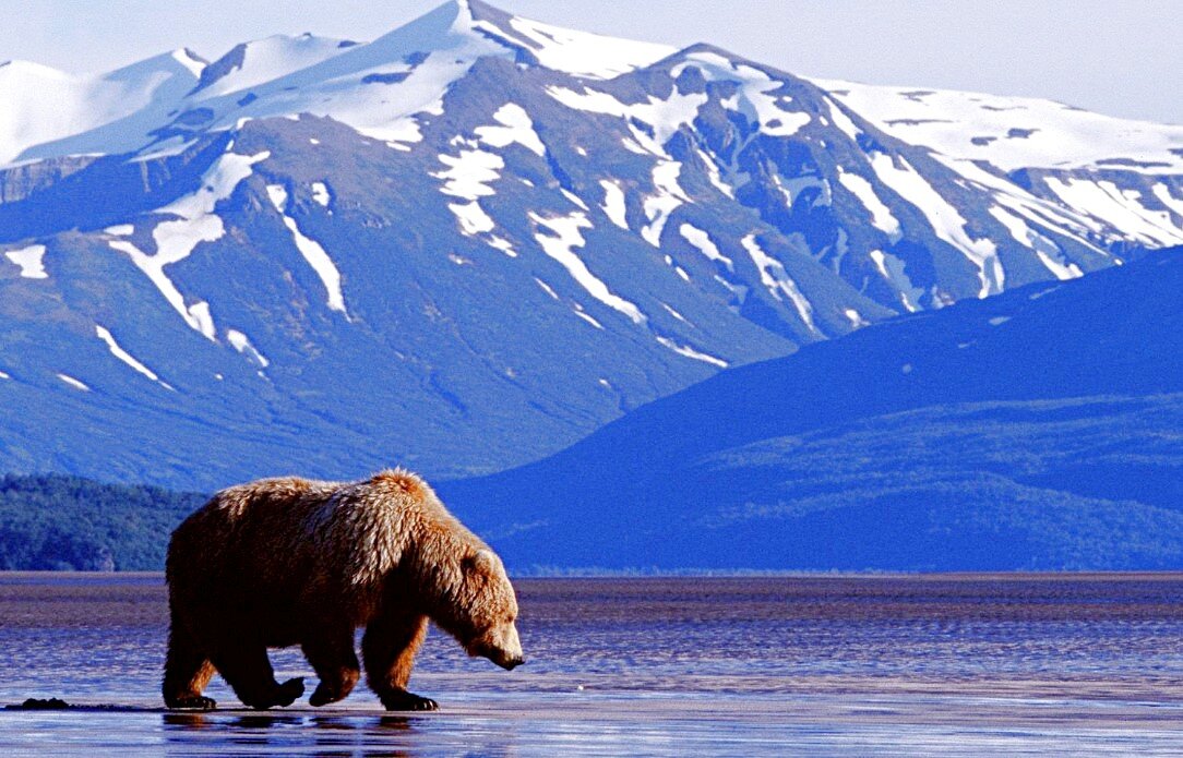 Гризли на Аляске, фото: o-tendencii.com