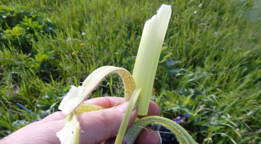 Помните этот вкус?