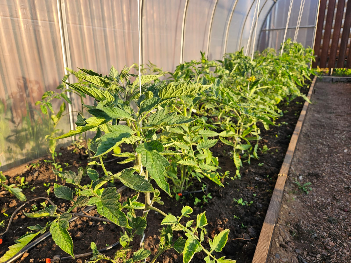 В теплице должно быть всё аккуратно и правильно - тогда и урожай будет обильным