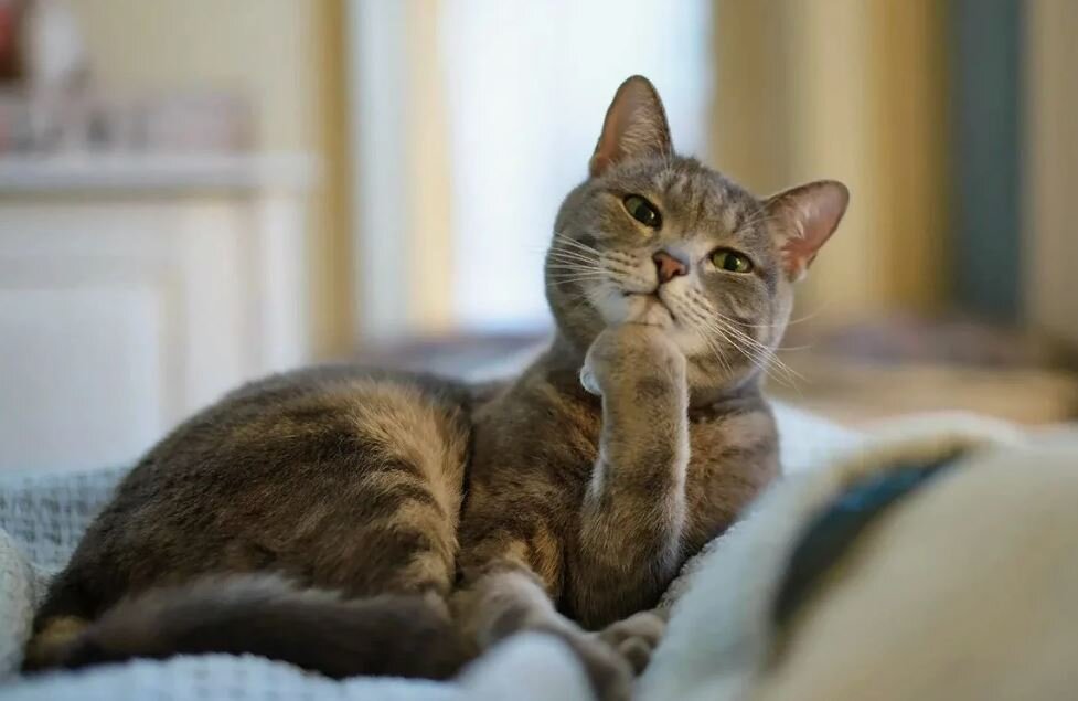 Моя задумчивость в кошачьем изложении))