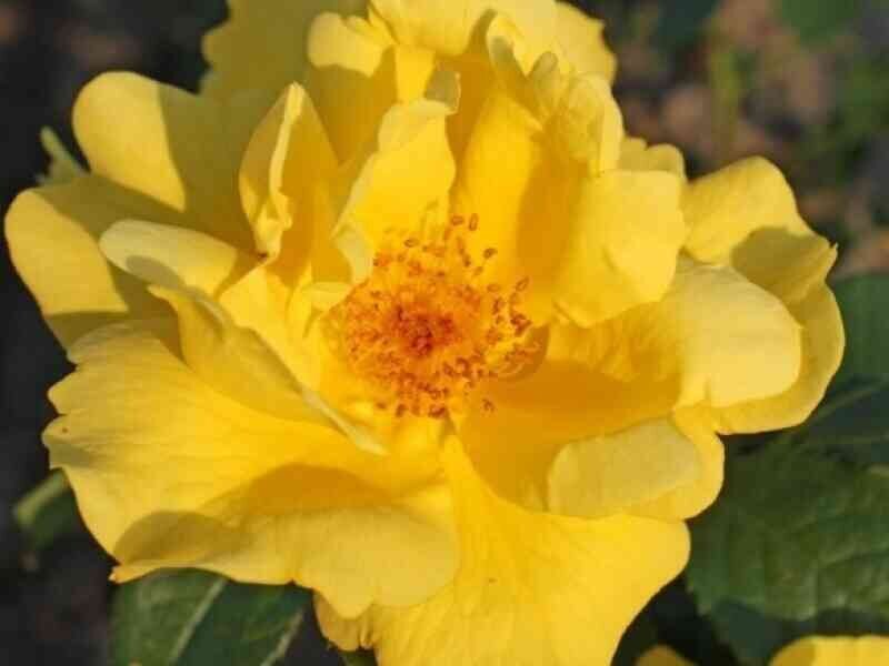 Фото из интернета взято для сравнения.