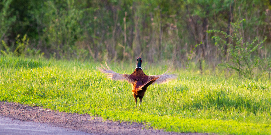 Вечерняя прогулка по окресностям (фотоотчет)
