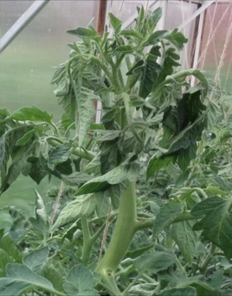 Жирующий куст томата