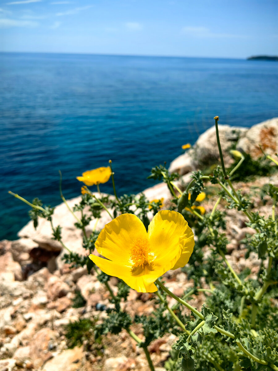 Желтые маки в Каменово