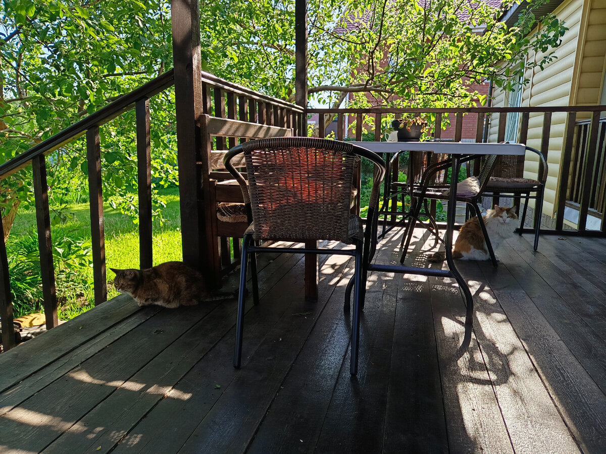 Кошки с утра дружно греются на солнышке на веранде. Только самая старая Фенька не спешит выходить, предпочитает уединенность.