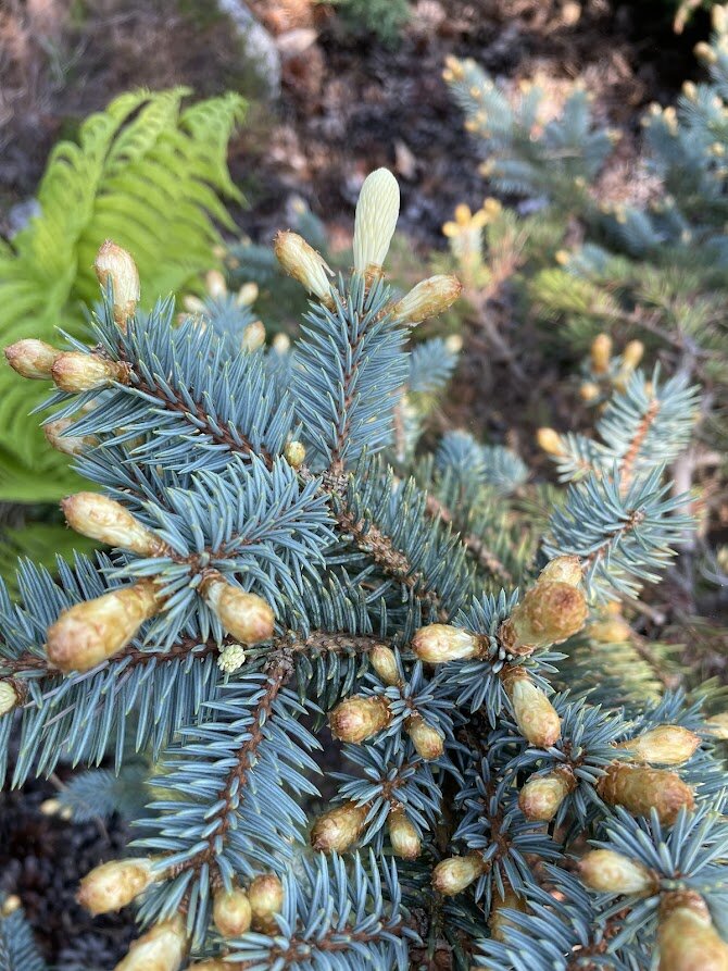 Picea pungens Bialobok