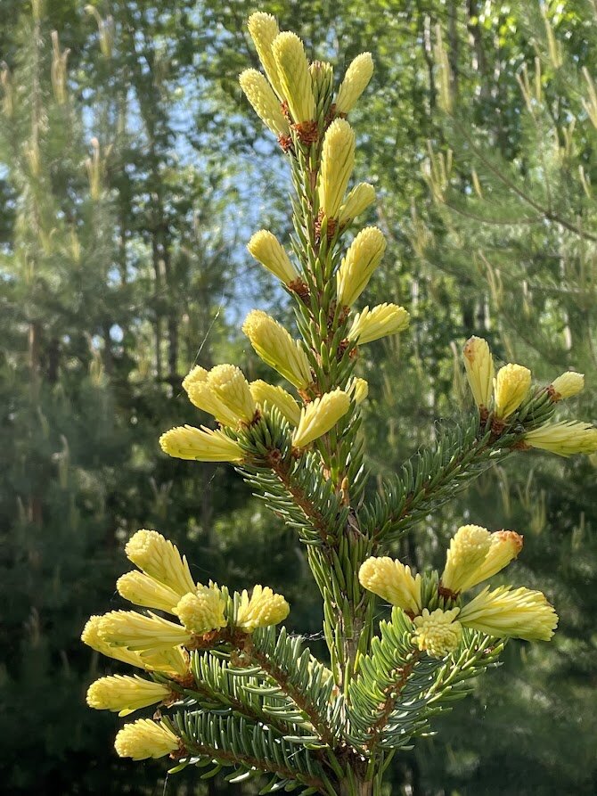 Picea omorika Filips Spring Sensation