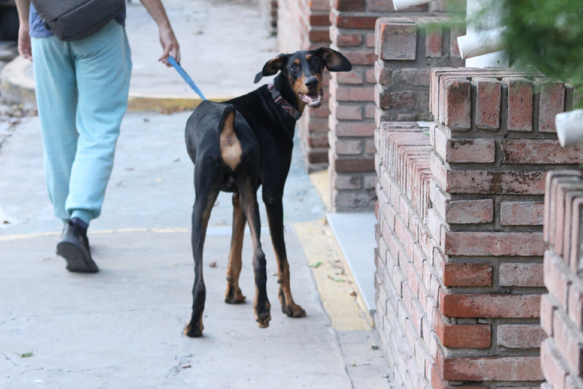 Мой пес и его милый зад =)