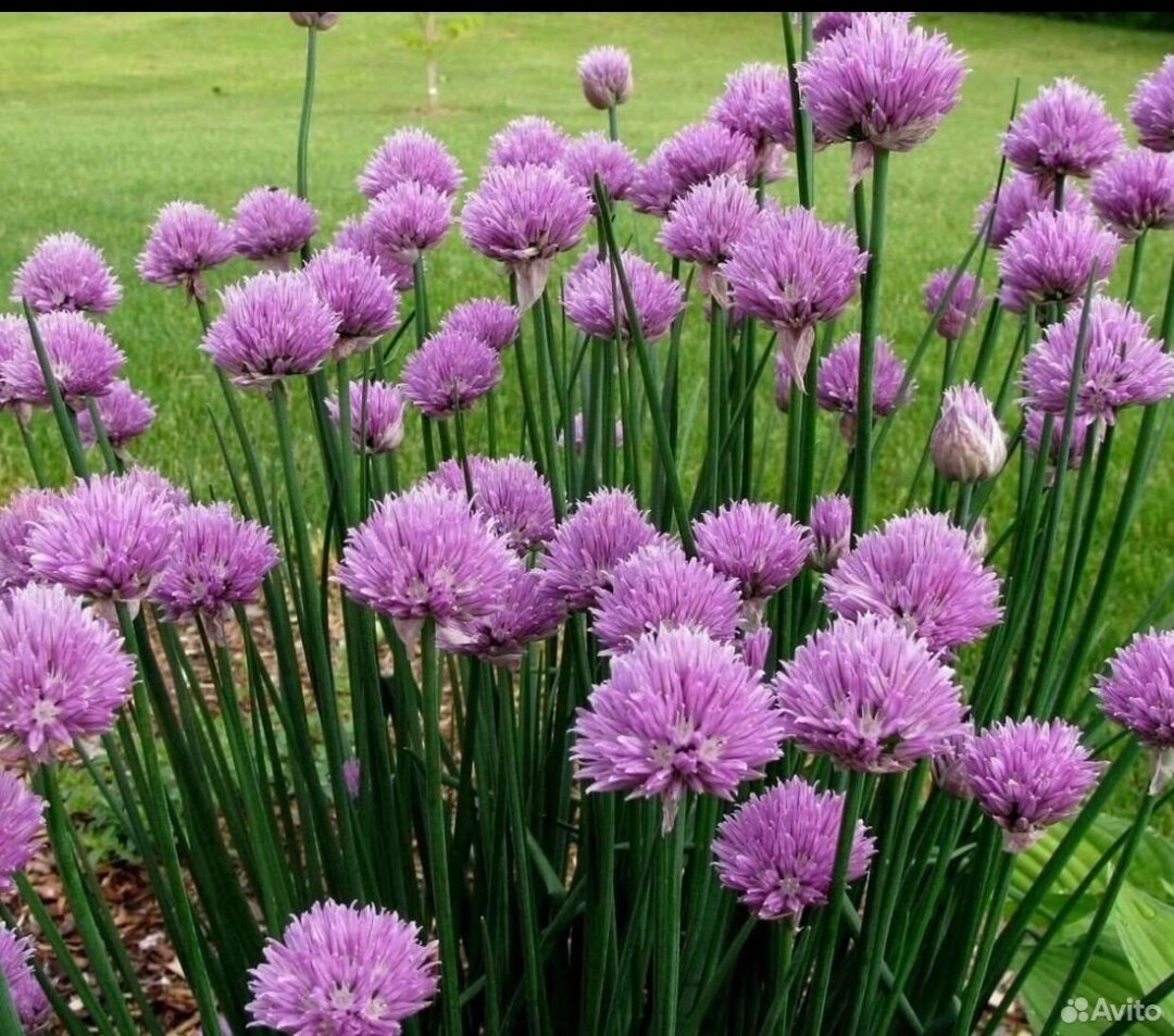 Фото с сайта Авито. 