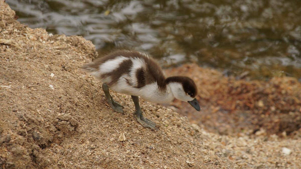    Фото: Анатолий Цымбалюк / Вечерняя Москва