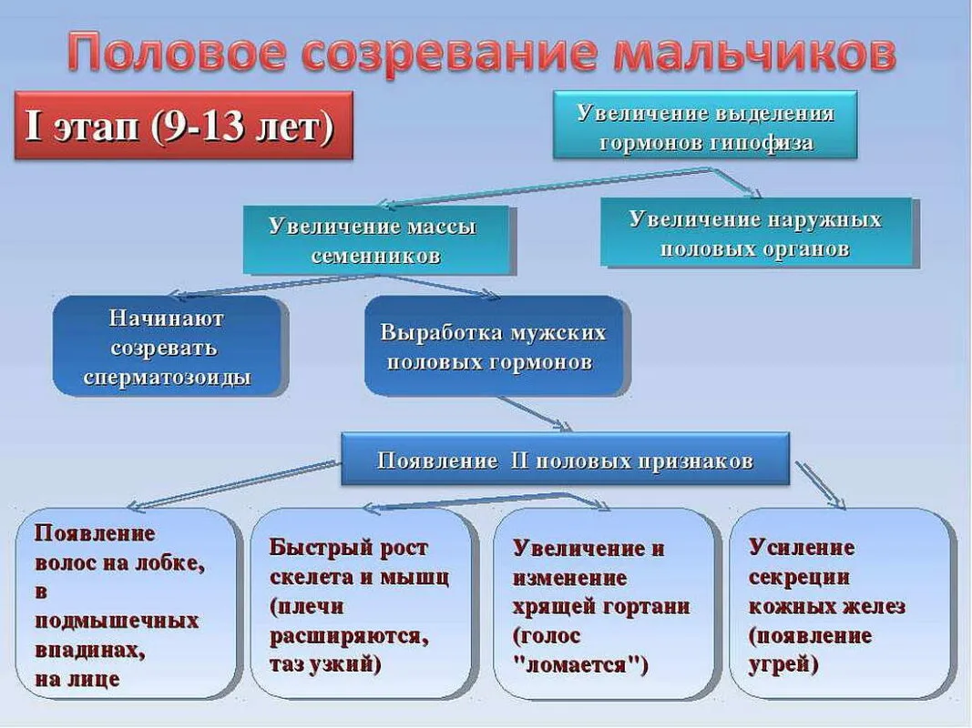 Гиперфункция половых желез ( у мужчин и женщин)