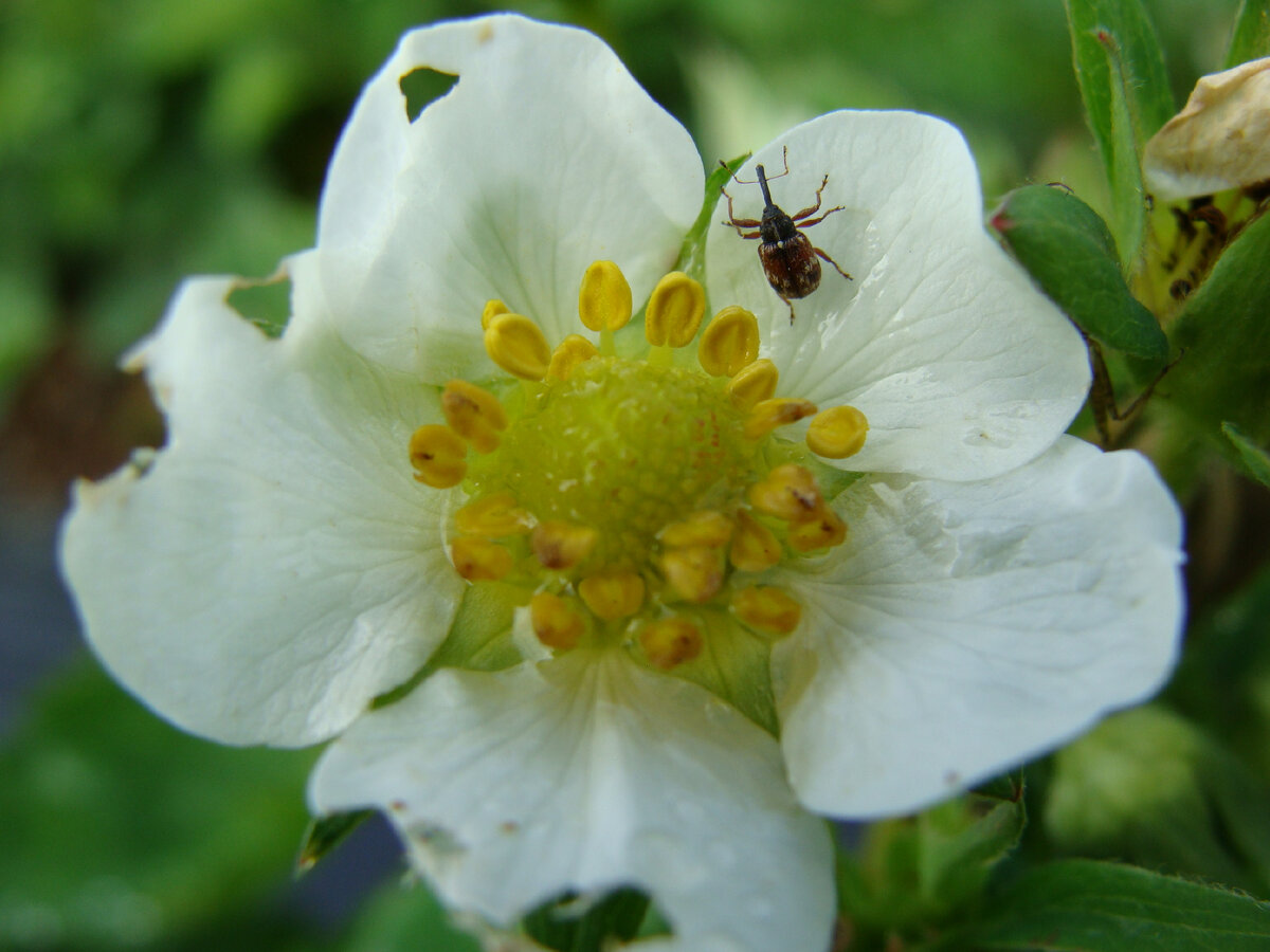 Долгоносик на цвете клубники