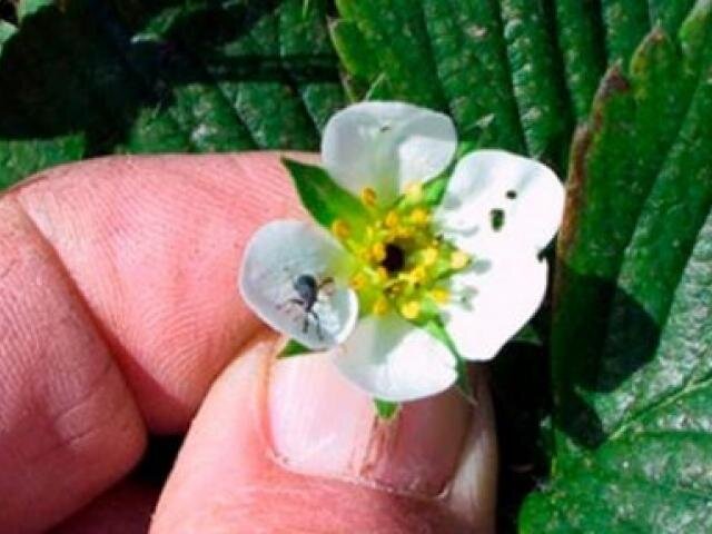 Долгоносик и как избавится