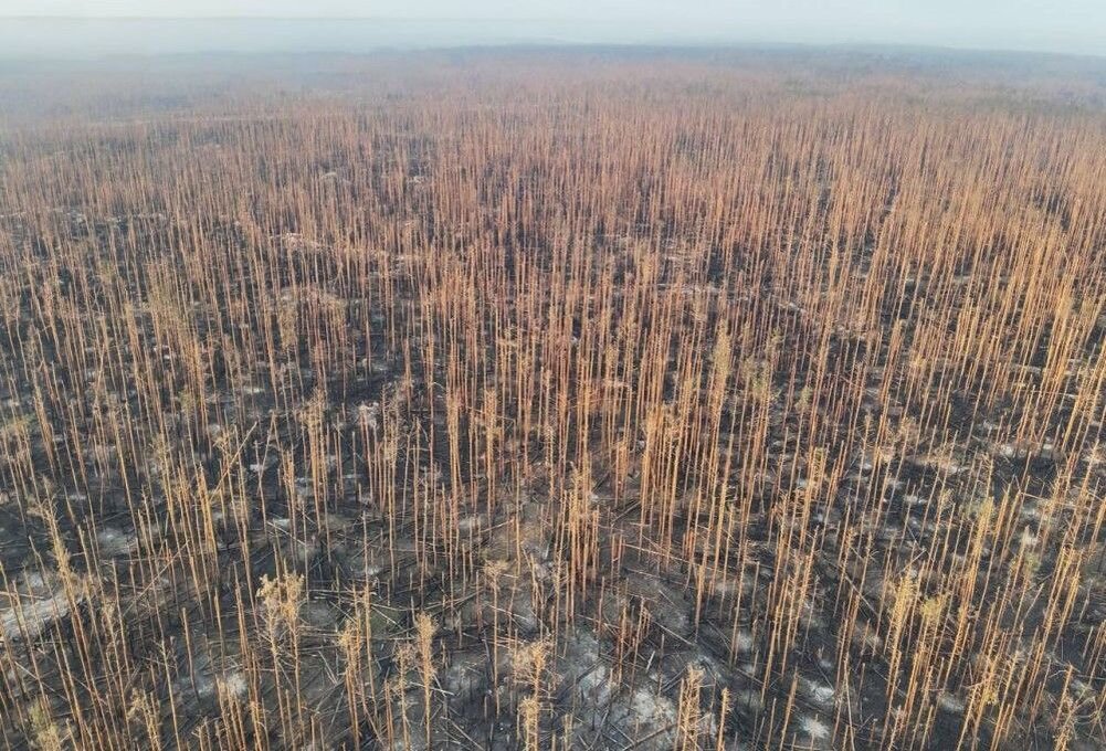 Постапокалиптический пейзаж Серебрянского лесничества (Краснолиманское направление), которое теперь похоже на чернобыльский «Рыжий лес», источник – Телеграм-канал Военкор Котенок
