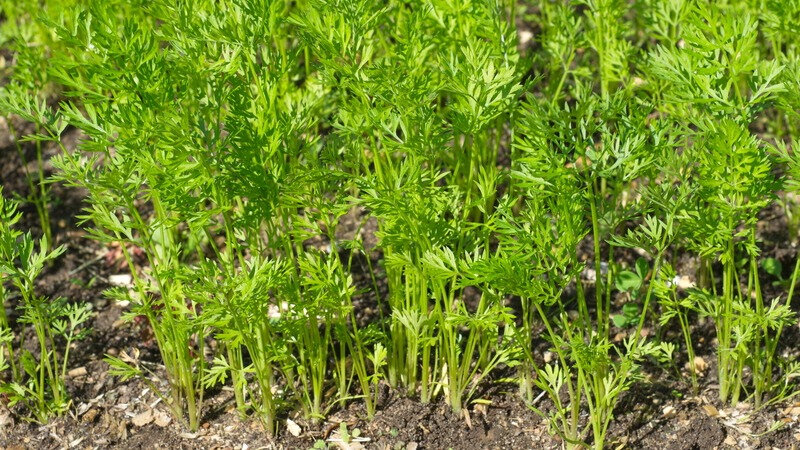 В последнее время не жалуюсь на урожай моркови. Даже в самый плохой год у меня крупные и сочные корнеплоды. 