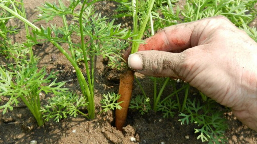 На грядке, где вы потом будете выдергивать морковку для еды, можно оставить 4-5 см между растениями. 