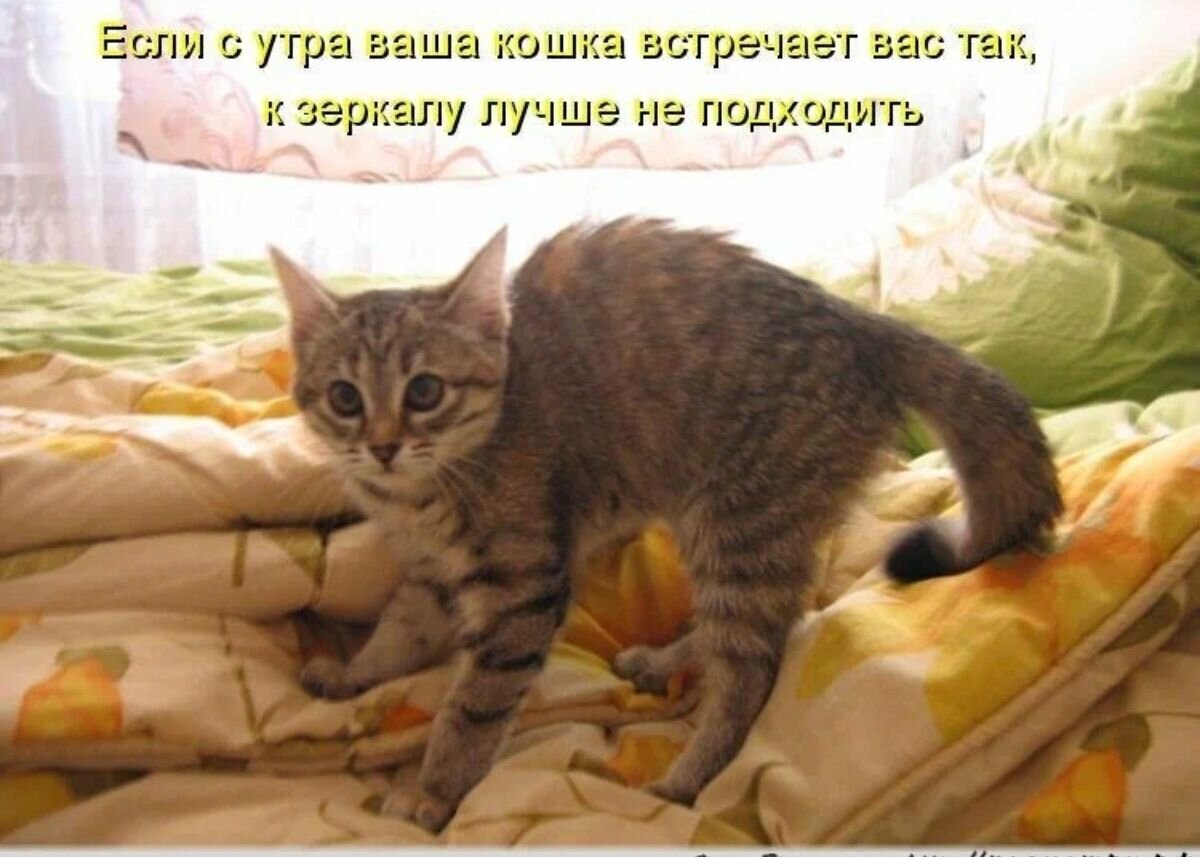 Обиженный кот уходит. Больше никогда не подходи ко мне. Это все мое не подходи. Не подходи ко мне я обиделась. Доброе утро котики смешные с надписями.
