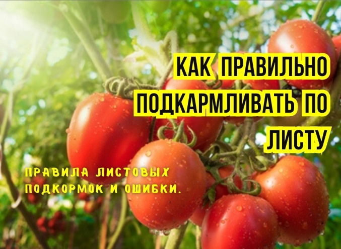 Подкормка по листу: почему мы неправильно проводим листовые подкормки - 5 ошибок садовода. И советы агрономов: век живи, век учись