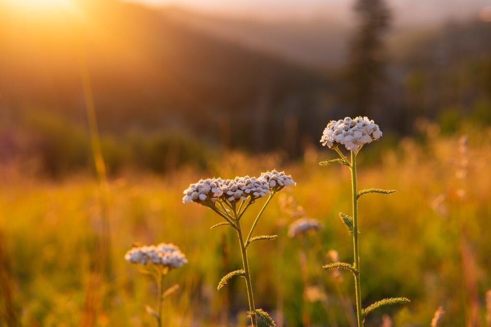    Солнце, тепло, погода. Источник: unsplash.com