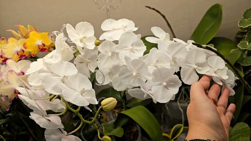 Добавляю в орхидеи, чтобы пышно и ярко цвела, для здоровья, корней и зеленой массы